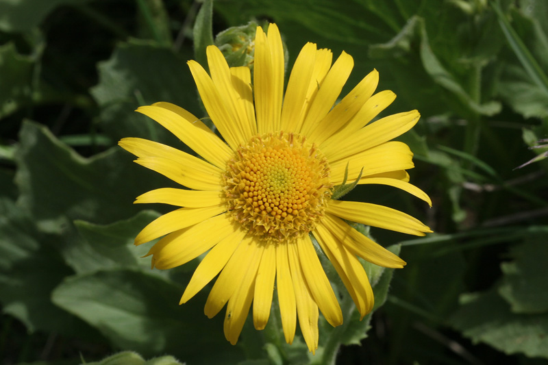 Doronicum grandiflorum / Doronico dei macereti
